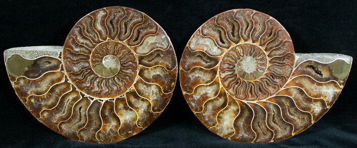 Gorgeous / Cut & Polished Ammonite #6880